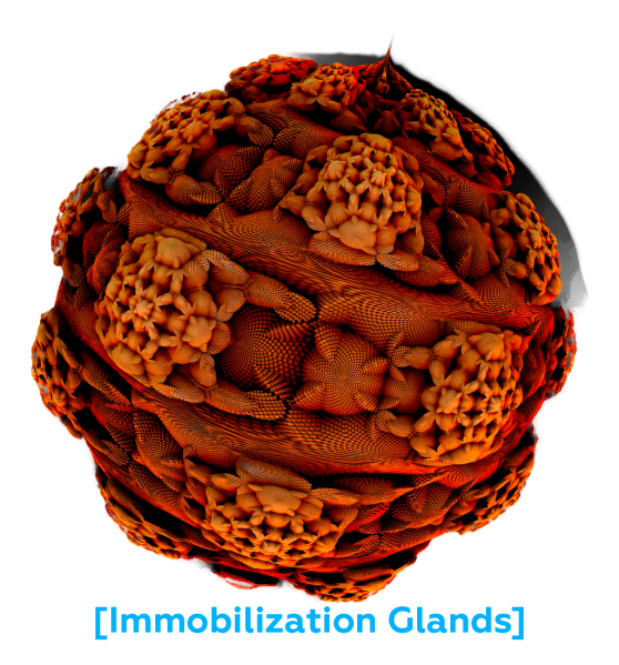 File:Immobilization Glands.png